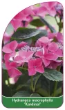 etykieta-szkolkarska-hydrangea-macrophylla-kardinal
