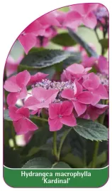 etykieta-szkolkarska-hydrangea-macrophylla-kardinal