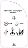 etykieta-szkolkarska-hydrangea-macrophylla-kardinal-stan-nowy