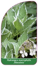 etykieta-szkolkarska-hydrangea-macrophylla-maculata