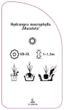etykieta-szkolkarska-hydrangea-macrophylla-maculata-stan-nowy