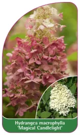 etykieta-szkolkarska-hydrangea-macrophylla-magical-candlelight