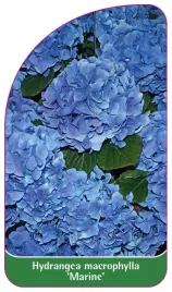 etykieta-szkolkarska-hydrangea-macrophylla-marine-a