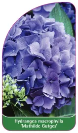 etykieta-szkolkarska-hydrangea-macrophylla-mathilde-gutges