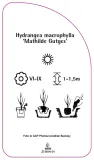 etykieta-szkolkarska-hydrangea-macrophylla-mathilde-gutges-stan-nowy