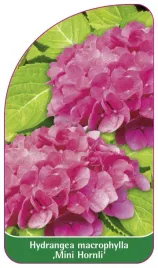 etykieta-szkolkarska-hydrangea-macrophylla-mini-hornli