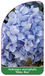 etykieta-szkolkarska-hydrangea-macrophylla-nikko-blue