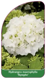 etykieta-szkolkarska-hydrangea-macrophylla-nymphe