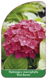 etykieta-szkolkarska-hydrangea-macrophylla-red-baron