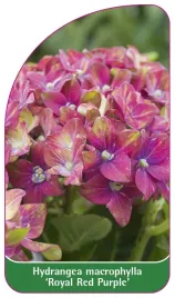 etykieta-szkolkarska-hydrangea-macrophylla-royal-red-purple