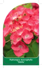 etykieta-szkolkarska-hydrangea-macrophylla-sibilla