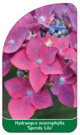 etykieta-szkolkarska-hydrangea-macrophylla-speedy-lila