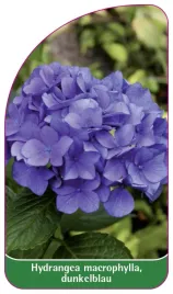 etykieta-szkolkarska-hydrangea-macrophylla-dunkelblau