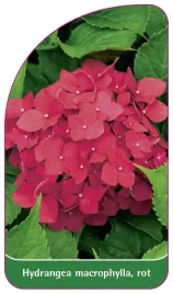 etykieta-szkolkarska-hydrangea-macrophylla-rot-a