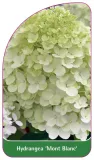 etykieta-szkolkarska-hydrangea-mont-blanc
