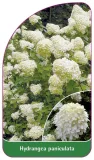 etykieta-szkolkarska-hydrangea-paniculata-a
