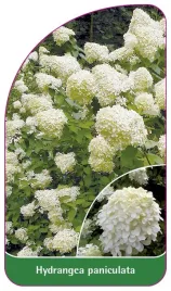 etykieta-szkolkarska-hydrangea-paniculata-a