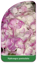 etykieta-szkolkarska-hydrangea-paniculata-d