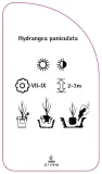 etykieta-szkolkarska-hydrangea-paniculata-d-stan-nowy