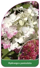 etykieta-szkolkarska-hydrangea-paniculata-e