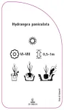etykieta-szkolkarska-hydrangea-paniculata-e-stan-nowy