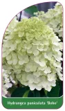 etykieta-szkolkarska-hydrangea-paniculata-bobo