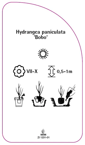 etykieta-szkolkarska-hydrangea-paniculata-bobo-stan-nowy