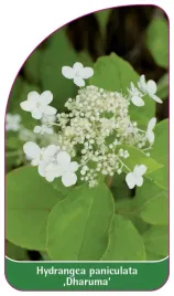 etykieta-szkolkarska-hydrangea-paniculata-dharuma