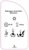 etykieta-szkolkarska-hydrangea-paniculata-dharuma-stan-nowy