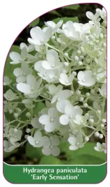 etykieta-szkolkarska-hydrangea-paniculata-early-sensation