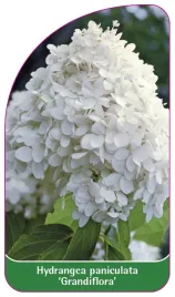 etykieta-szkolkarska-hydrangea-paniculata-grandiflora-b
