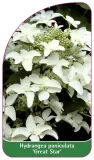 etykieta-szkolkarska-hydrangea-paniculata-great-star