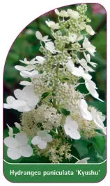 etykieta-szkolkarska-hydrangea-paniculata-kyushu
