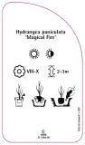 etykieta-szkolkarska-hydrangea-paniculata-magical-fire-stan-nowy