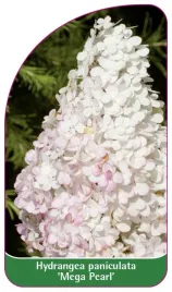 etykieta-szkolkarska-hydrangea-paniculata-mega-pearl