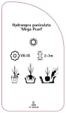 etykieta-szkolkarska-hydrangea-paniculata-mega-pearl-stan-nowy