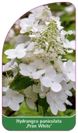 etykieta-szkolkarska-hydrangea-paniculata-prim-white