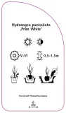 etykieta-szkolkarska-hydrangea-paniculata-prim-white-stan-nowy