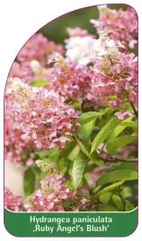 etykieta-szkolkarska-hydrangea-paniculata-ruby-angel-s-blush