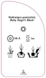 etykieta-szkolkarska-hydrangea-paniculata-ruby-angel-s-blush-stan-nowy