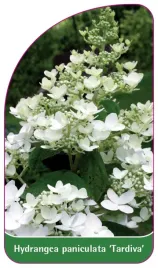 etykieta-szkolkarska-hydrangea-paniculata-tardiva