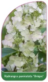 etykieta-szkolkarska-hydrangea-paniculata-unique
