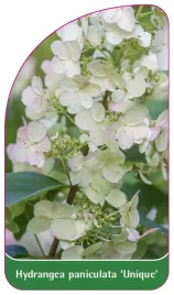 etykieta-szkolkarska-hydrangea-paniculata-unique