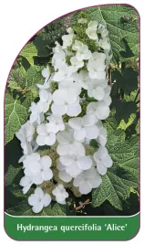 etykieta-szkolkarska-hydrangea-quercifolia-alice