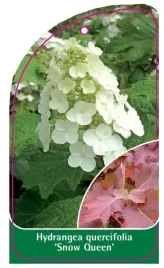 etykieta-szkolkarska-hydrangea-quercifolia-snow-queen-b