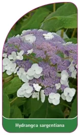 etykieta-szkolkarska-hydrangea-sargentiana