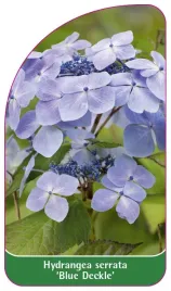 etykieta-szkolkarska-hydrangea-serrata-blue-deckle-a