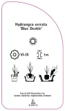 etykieta-szkolkarska-hydrangea-serrata-blue-deckle-a-stan-nowy