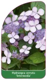 etykieta-szkolkarska-hydrangea-serrata-intermedia