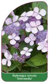 etykieta-szkolkarska-hydrangea-serrata-intermedia